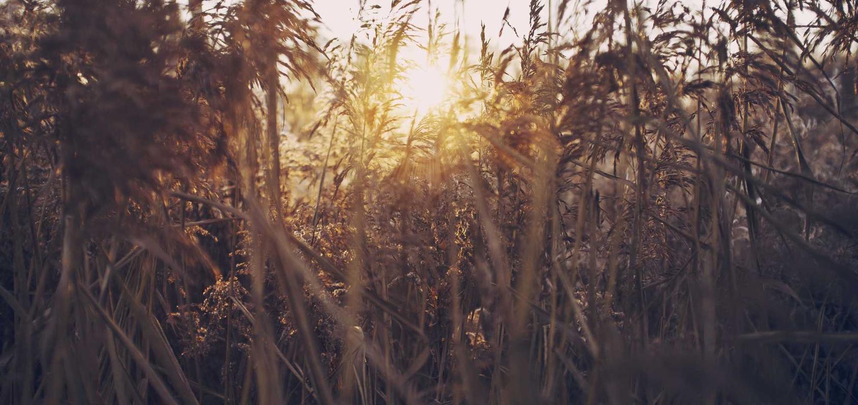 植物休闲大作战：山东农业大学账号注册
