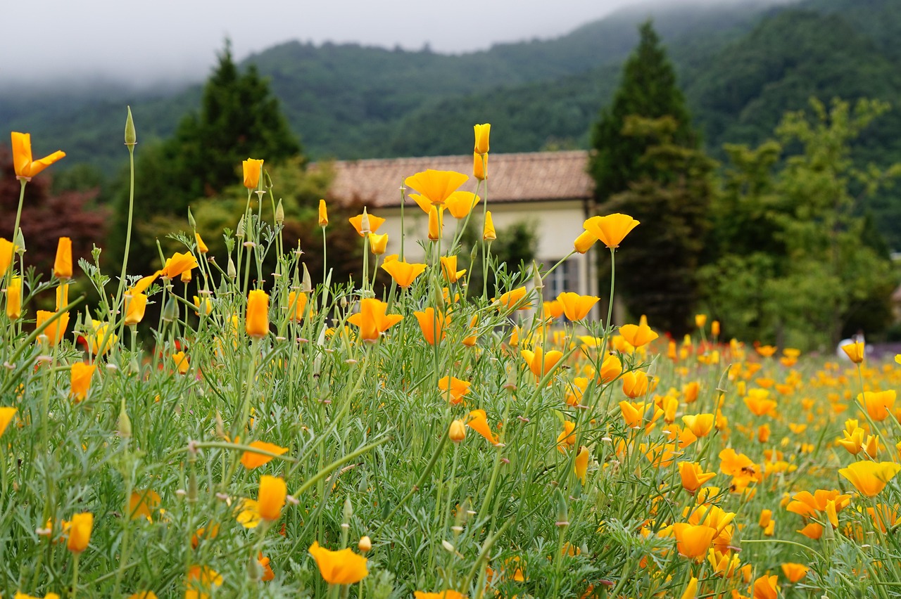 迪士尼乐园攻略大揭秘？万能技术支持软件“辅助”助你轻松秒通关！