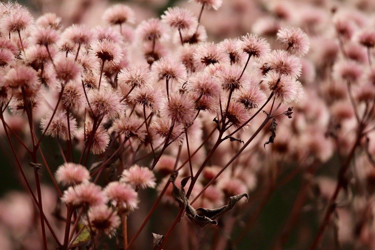 花生ip实名账号：股份公司注册代理费用标准