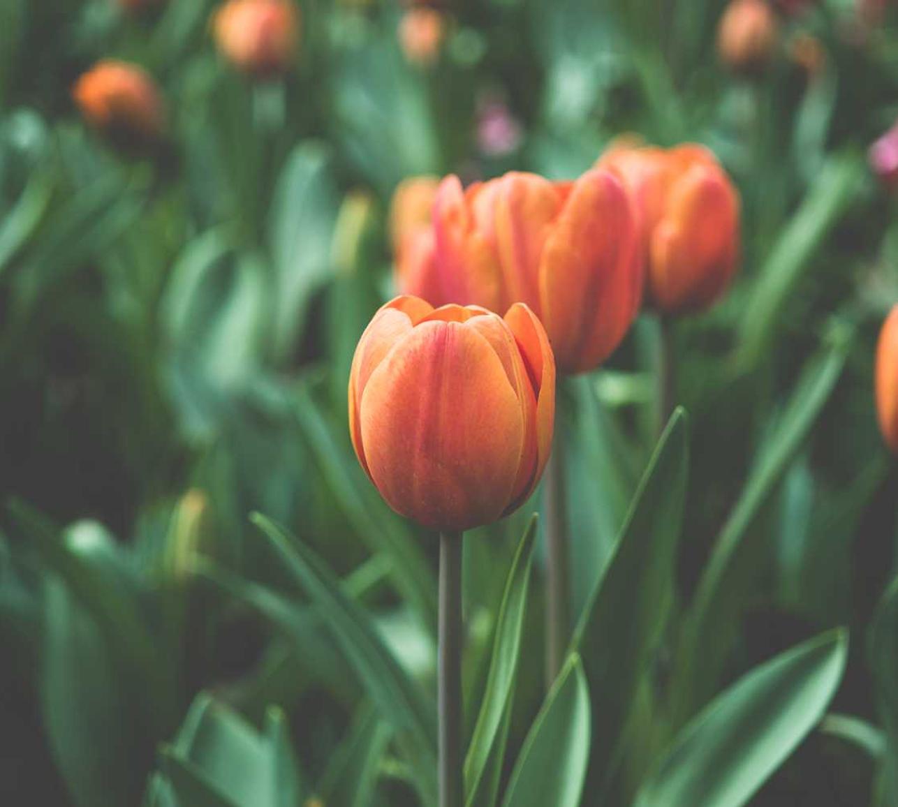 铁塔猫冰激凌爆珠（粗）：算命详情下载教程哪个app